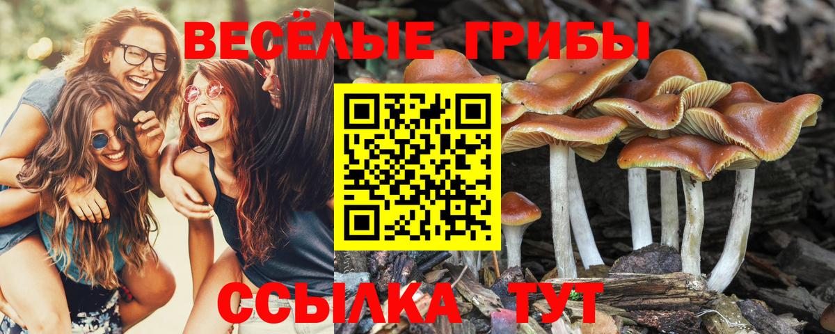 Псилоцибиновые грибы прущие грибы Шатура